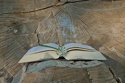 aufgeschlagenes Buch auf Baumstamm